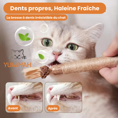 Bâton à Mâcher Silvervine pour Chat – Apaisant & Nettoyant