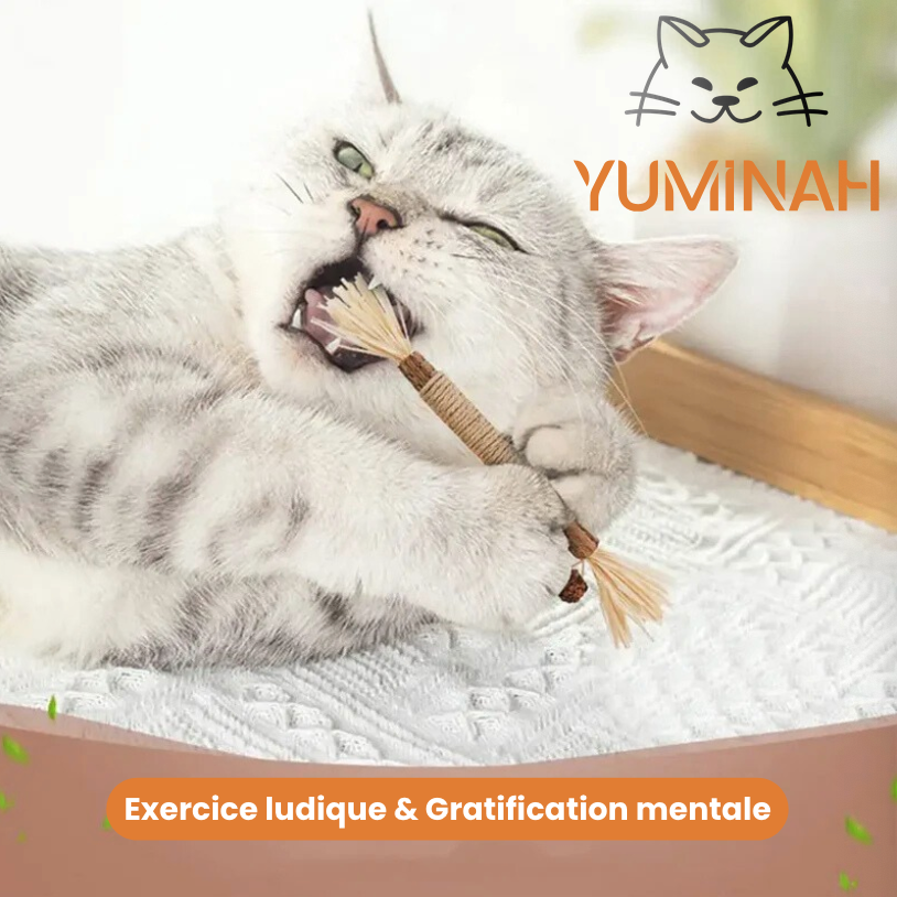 Bâton à Mâcher Silvervine pour Chat – Apaisant & Nettoyant